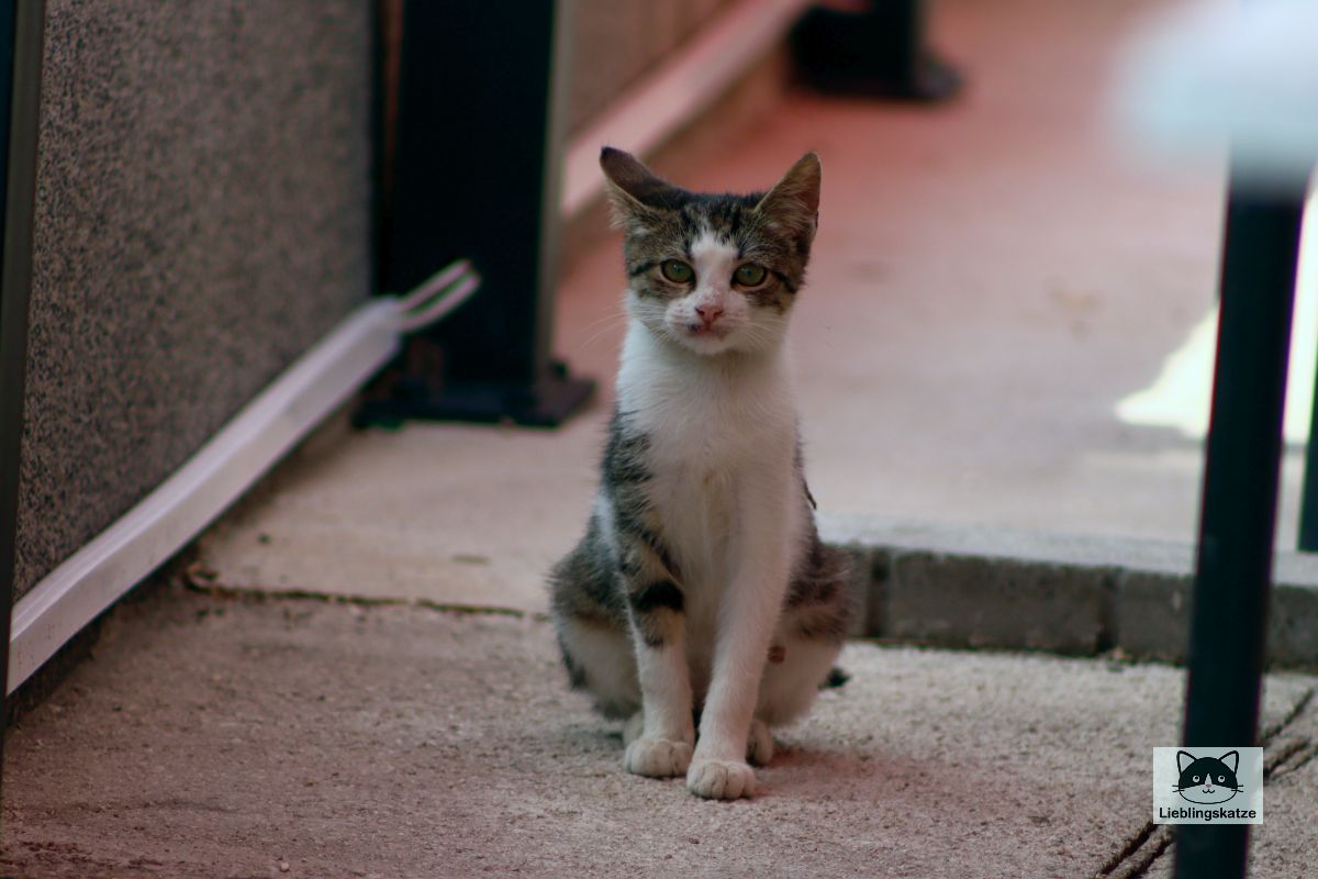 Streunerkatze