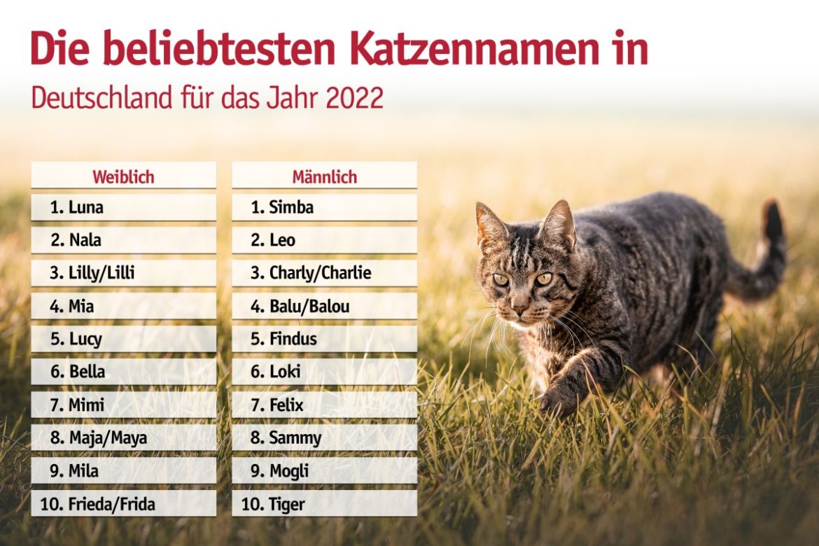Die beliebtesten Katzennamen 2022