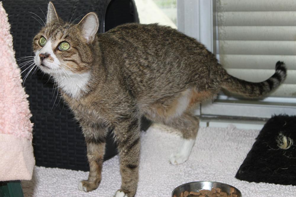 Grauer, dreibeiniger Kater