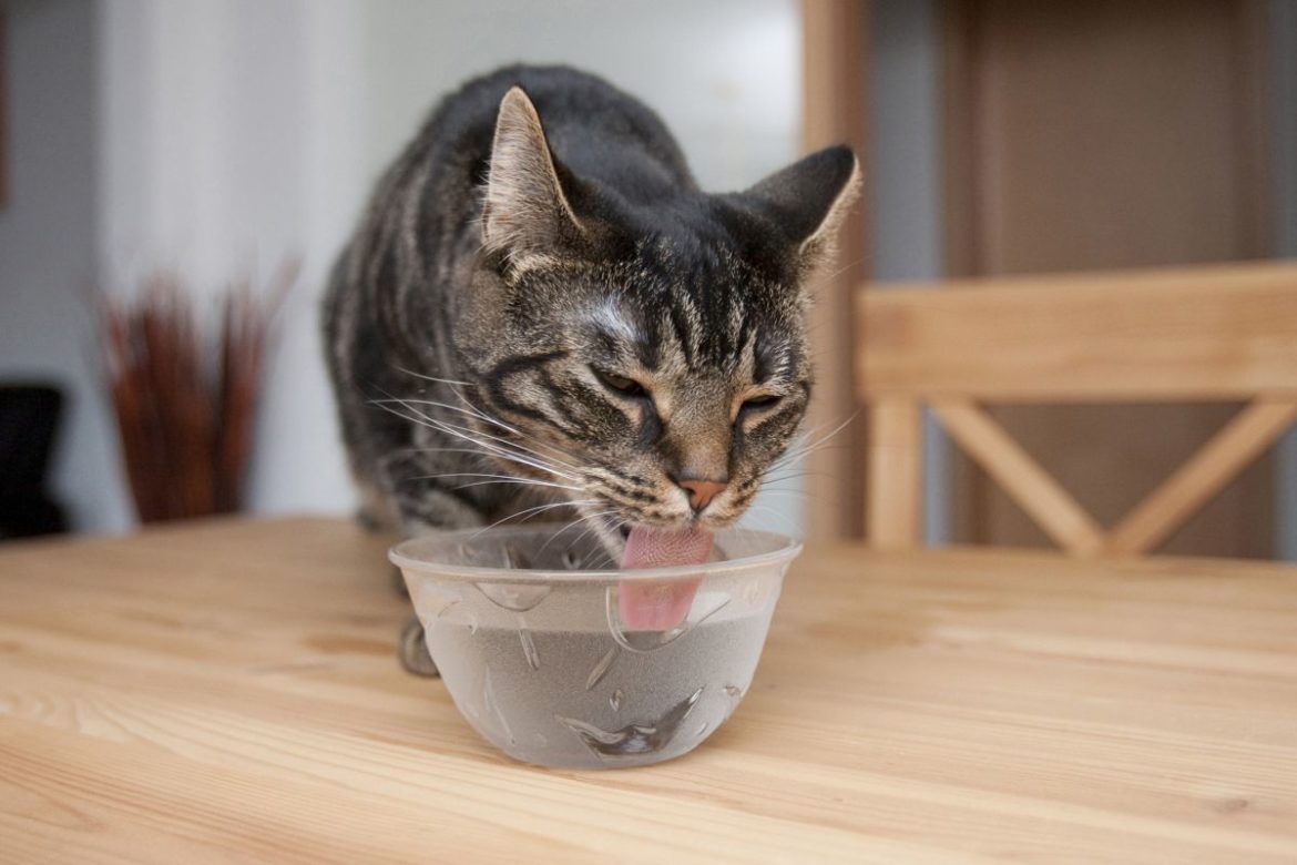 CNE bei Katzen: Trinkende Katze