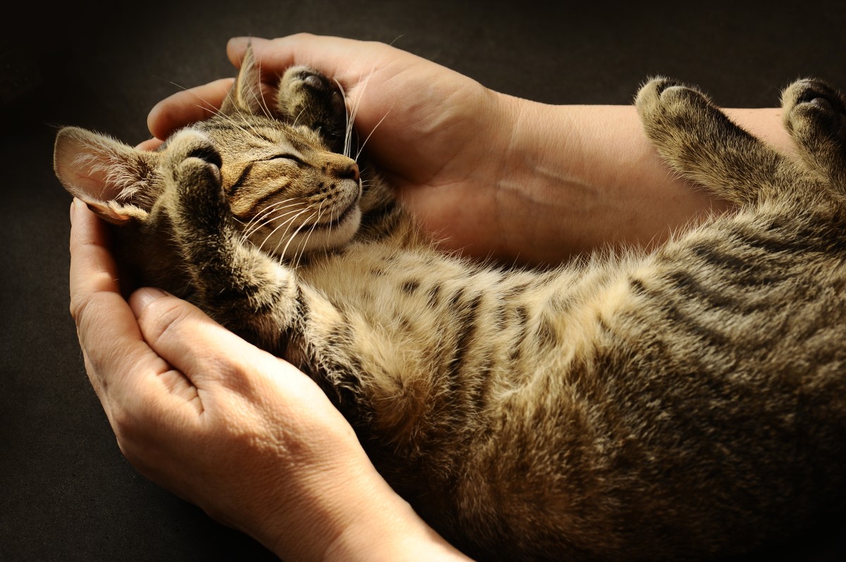 Ukraine: So k&ouml;nnt ihr den Katzen und anderen Tieren helfen &#x2764;&#xfe0f;