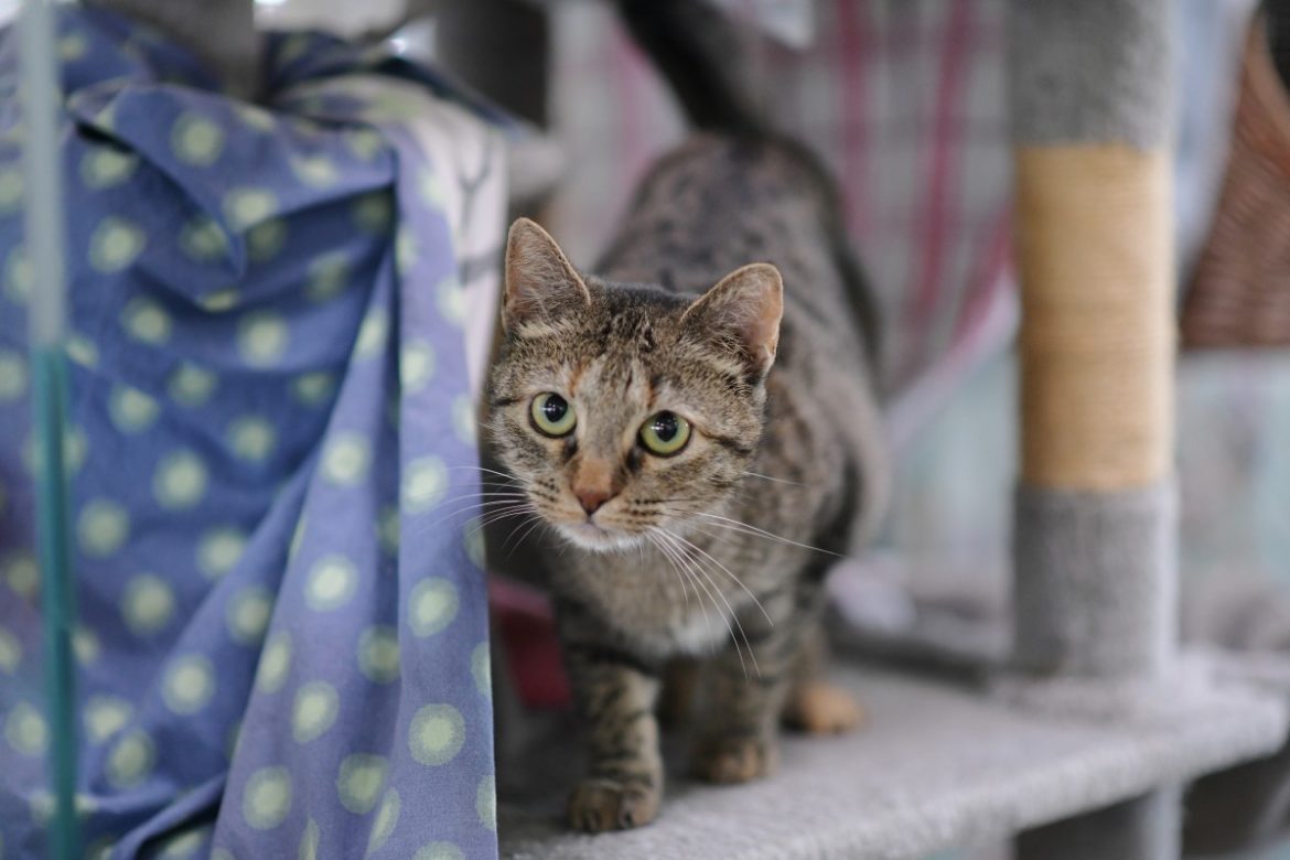 Tierheim helfen: Katze im TH Berlin