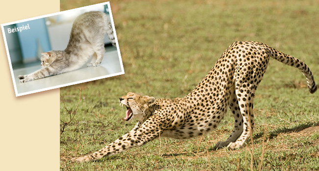 Wildcat Fotowettbewerb Gepard